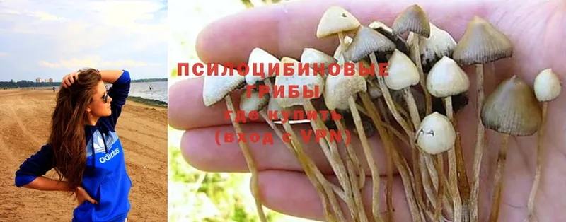 Псилоцибиновые грибы MAGIC MUSHROOMS  Задонск 